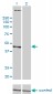 PSMD6 Antibody (monoclonal) (M01)